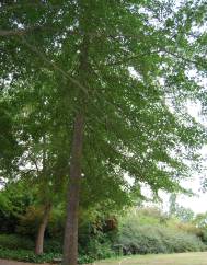 Quercus coccinea