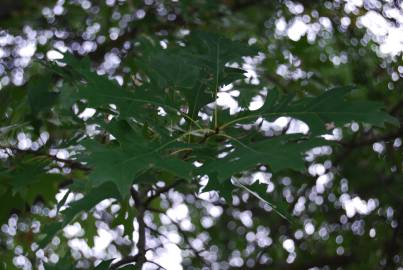 Fotografia da espécie Quercus coccinea