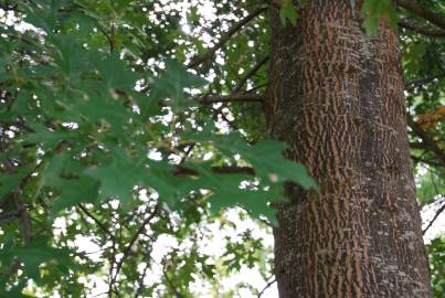 Fotografia da espécie Quercus coccinea