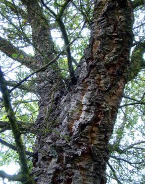 Fotografia 4 da espécie Quercus suber no Jardim Botânico UTAD