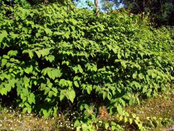 Fotografia da espécie Reynoutria japonica