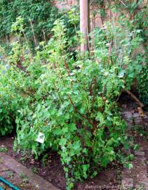 Fotografia da espécie Ribes rubrum