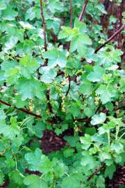 Fotografia da espécie Ribes rubrum