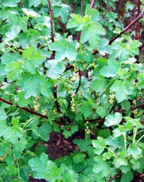 Fotografia 3 da espécie Ribes rubrum no Jardim Botânico UTAD