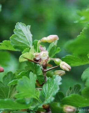 Fotografia 1 da espécie Ribes uva-crispa no Jardim Botânico UTAD