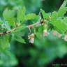 Fotografia 2 da espécie Ribes uva-crispa do Jardim Botânico UTAD