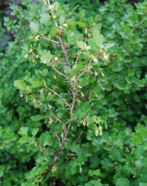 Fotografia 4 da espécie Ribes uva-crispa no Jardim Botânico UTAD