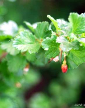 Fotografia 7 da espécie Ribes uva-crispa no Jardim Botânico UTAD