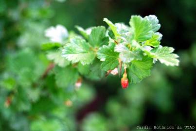 Fotografia da espécie Ribes uva-crispa