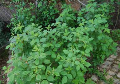 Fotografia da espécie Rubus idaeus