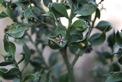 Fotografia da espécie Ruscus aculeatus