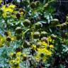 Fotografia 3 da espécie Ruta graveolens do Jardim Botânico UTAD