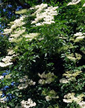 Fotografia 2 da espécie Sambucus nigra subesp. nigra no Jardim Botânico UTAD