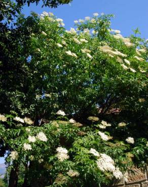 Fotografia 3 da espécie Sambucus nigra subesp. nigra no Jardim Botânico UTAD