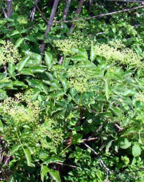 Fotografia 4 da espécie Sambucus nigra subesp. nigra no Jardim Botânico UTAD