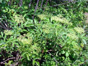 Fotografia da espécie Sambucus nigra subesp. nigra