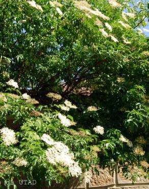 Fotografia 5 da espécie Sambucus nigra subesp. nigra no Jardim Botânico UTAD