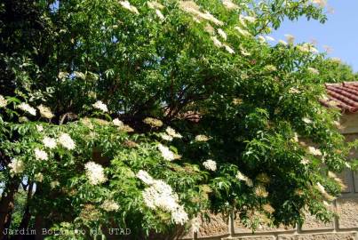 Fotografia da espécie Sambucus nigra subesp. nigra