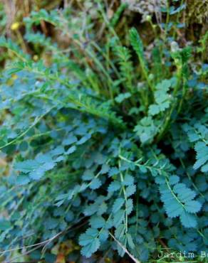 Fotografia 1 da espécie Sanguisorba minor subesp. balearica no Jardim Botânico UTAD