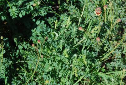 Fotografia da espécie Sanguisorba officinalis