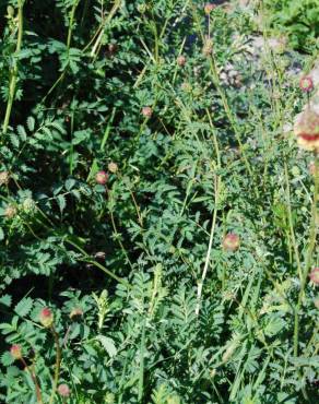 Fotografia 3 da espécie Sanguisorba officinalis no Jardim Botânico UTAD