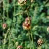 Fotografia 4 da espécie Sanguisorba officinalis do Jardim Botânico UTAD