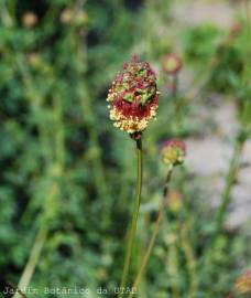 Fotografia da espécie Sanguisorba officinalis