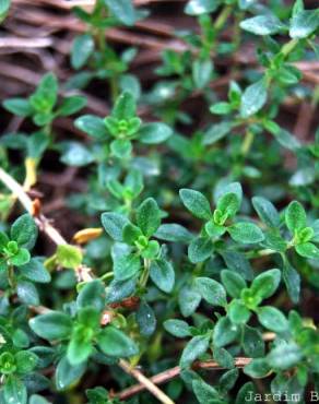 Fotografia 4 da espécie Thymus x citriodorus no Jardim Botânico UTAD