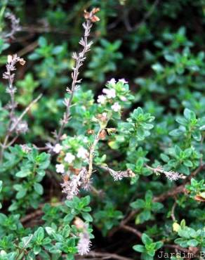 Fotografia 5 da espécie Thymus x citriodorus no Jardim Botânico UTAD