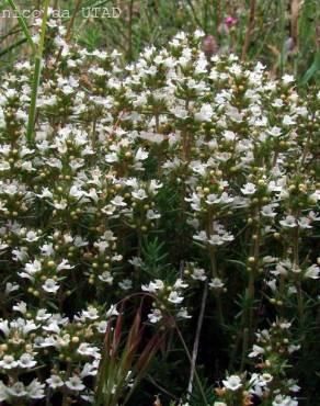 Fotografia 5 da espécie Thymus zygis subesp. zygis no Jardim Botânico UTAD