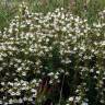 Fotografia 5 da espécie Thymus zygis subesp. zygis do Jardim Botânico UTAD