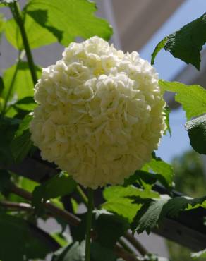 Fotografia 1 da espécie Viburnum opulus no Jardim Botânico UTAD