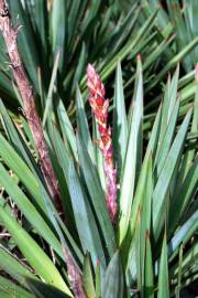 Fotografia da espécie Yucca gloriosa