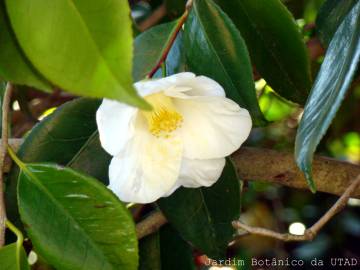 Fotografia da espécie Camellia sinensis