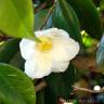 Fotografia 2 da espécie Camellia sinensis do Jardim Botânico UTAD
