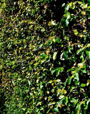 Fotografia 1 da espécie Ficus repense no Jardim Botânico UTAD