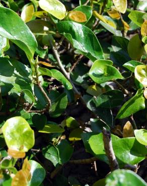 Fotografia 3 da espécie Ficus repense no Jardim Botânico UTAD