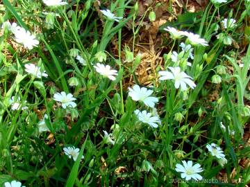 Fotografia da espécie Stellaria graminea