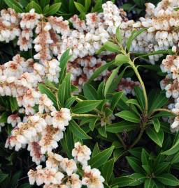 Fotografia da espécie Pieris japonica