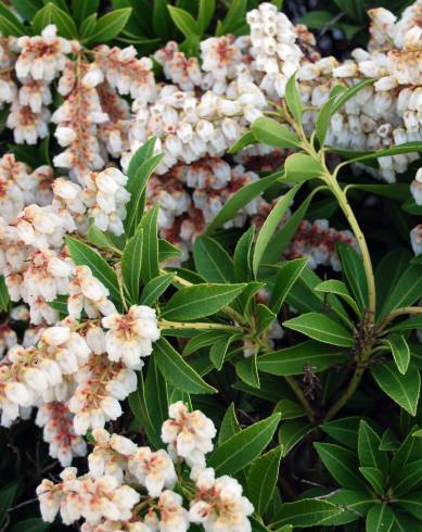 Fotografia de capa Pieris japonica - do Jardim Botânico