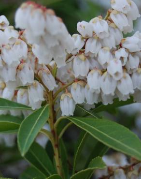 Fotografia 3 da espécie Pieris japonica no Jardim Botânico UTAD