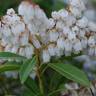 Fotografia 3 da espécie Pieris japonica do Jardim Botânico UTAD