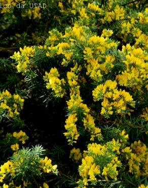 Fotografia 1 da espécie Teline linifolia no Jardim Botânico UTAD