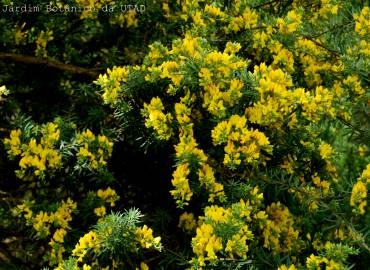 Fotografia da espécie Teline linifolia