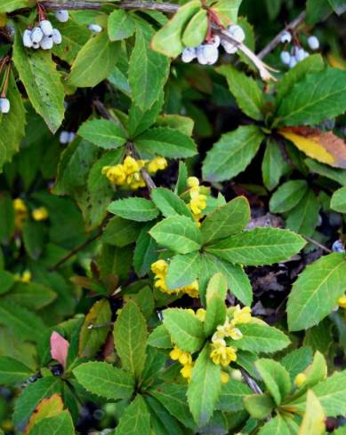 Fotografia de capa Berberis julianae - do Jardim Botânico