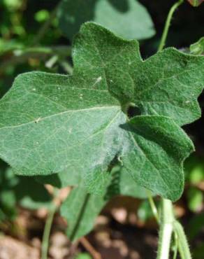 Fotografia 3 da espécie Bryonia cretica subesp. dioica no Jardim Botânico UTAD