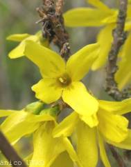 Forsythia x intermedia