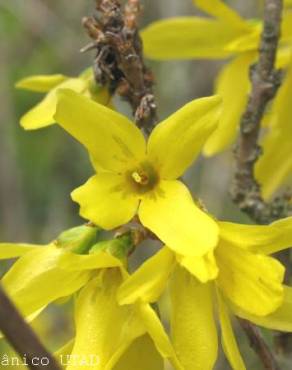 Fotografia 1 da espécie Forsythia x intermedia no Jardim Botânico UTAD