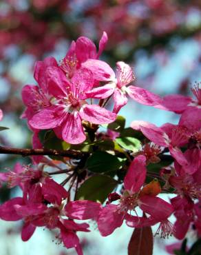 Fotografia 3 da espécie Malus x purpurea no Jardim Botânico UTAD