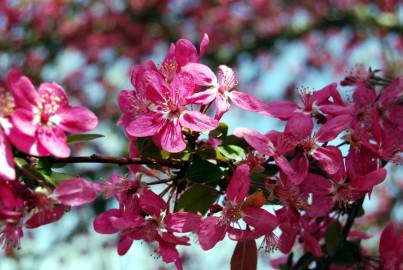 Fotografia da espécie Malus x purpurea